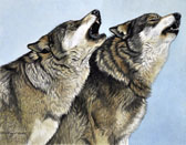 Howlers