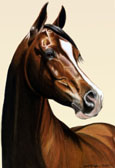 Arabian Equine art - Khemosabi