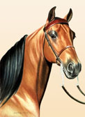Morgan Horse, Equine Art - Morgan