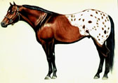 Western, Equine Art - Appaloosa