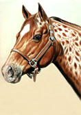 Western, Equine Art - Appy