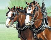 Draft Horse, Equine Art - Clydesdales