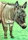 Donkey and Mule Art - Donkey