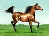 Arabian Equine art - Exhuberance