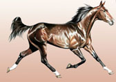 Standardbred, Equine Art - Freedom