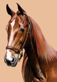 Saddlebred, Equine Art - Imperator