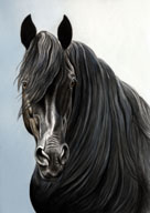Morgan Horse, Equine Art - Magnificence