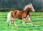 Haflingers, Equine Art - Max