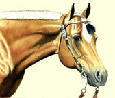 Western, Equine Art - Palomino