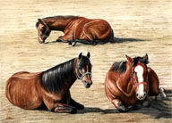 Mares and Foals, Equine Art - Resting