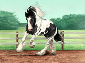 Gypsy Vanner, Equine Art - Tommie